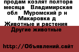 продам козлят полтора месяца - Владимирская обл., Муромский р-н, Макаровка д. Животные и растения » Другие животные   